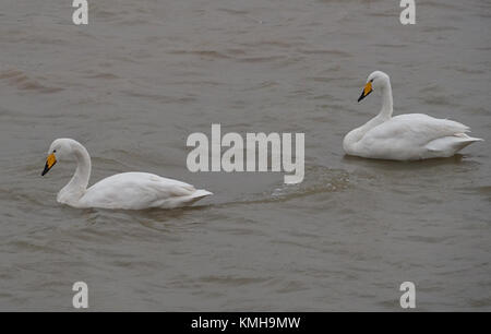 (171212) -- SANMENXIA, Dec. 12, 2017 (Xinhua) -- White swans are seen at a wetland in Sanmenxia, central China's Henan Province, Dec. 12, 2017. Every year, the migratory swans come from Siberia to spend the winter here.  (Xinhua/Gu Lilin) (lb) Stock Photo