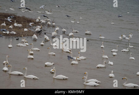 (171212) -- SANMENXIA, Dec. 12, 2017 (Xinhua) -- White swans are seen at a wetland in Sanmenxia, central China's Henan Province, Dec. 12, 2017. Every year, the migratory swans come from Siberia to spend the winter here.  (Xinhua/Gu Lilin) (lb) Stock Photo