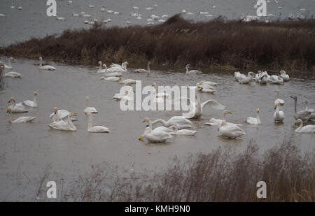 (171212) -- SANMENXIA, Dec. 12, 2017 (Xinhua) -- White swans are seen at a wetland in Sanmenxia, central China's Henan Province, Dec. 12, 2017. Every year, the migratory swans come from Siberia to spend the winter here.  (Xinhua/Gu Lilin) (lb) Stock Photo