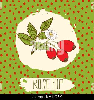 Dogrose hand drawn sketched fruit with leaf on background with dots pattern. Doodle vector rose hip for logo, label, brand identity. Stock Vector
