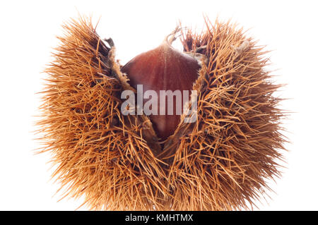 Chesnuts Seed in Fruit Casing Stock Photo