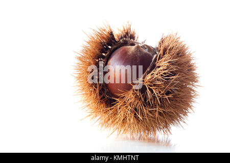 Chesnuts Seed in Fruit Casing Stock Photo