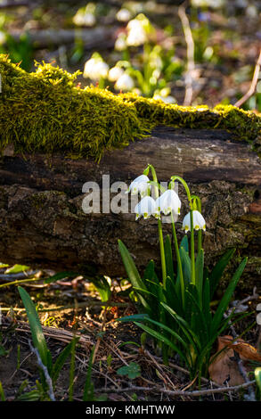 Blooming of White spring Snowflake near the fallen tree in springtimeforest. Snowflake also called Summer Snowflake or Loddon Lily or Leucojum vernum Stock Photo