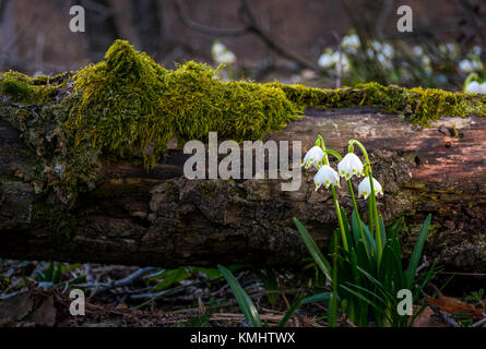 Blooming of White spring Snowflake near the fallen tree in springtimeforest. Snowflake also called Summer Snowflake or Loddon Lily or Leucojum vernum Stock Photo