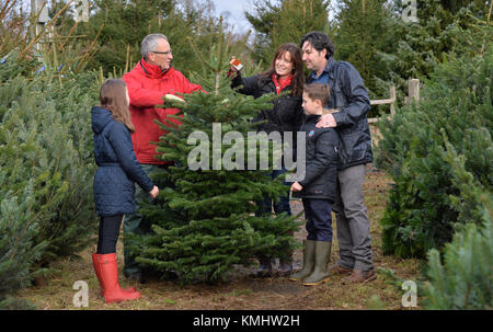 Families enjoying a day out choosing their christmas tree at Hagley Christmas Trees in Worcestershire. Stock Photo