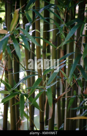 Side by side stalks and bamboo shoots of the Narihira bamboo, Semiarundinaria fastuosa. Stock Photo