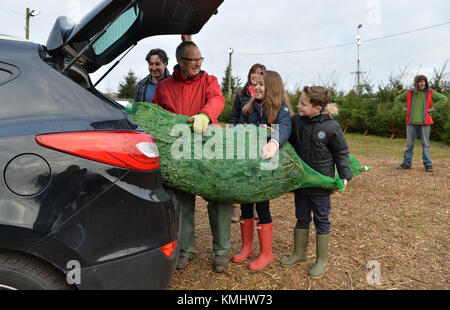 Families enjoying a day out choosing their christmas tree at Hagley Christmas Trees in Worcestershire. Stock Photo