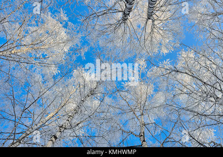Tops of birch trees with hoarfrost covered on a blue sky background - beautiful natural winter background Stock Photo