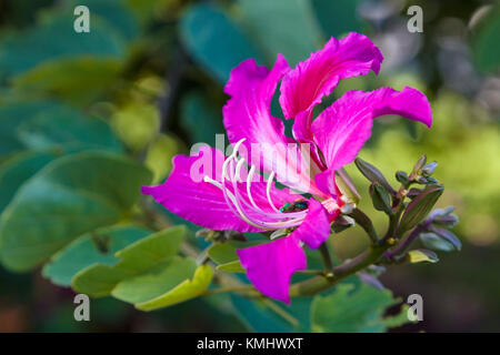 Close up of flower on Hong Kong Orchid Tree Stock Photo
