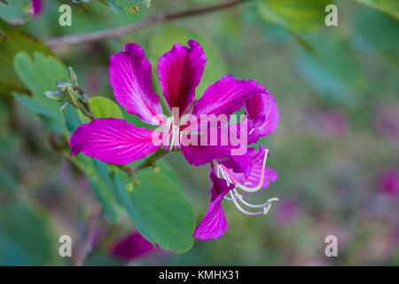 Close up of flower on Hong Kong Orchid Tree Stock Photo