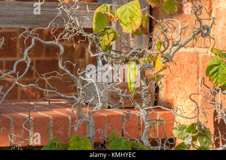 A hazel tree, Avellana betulaceae, contorta, showing the contorted corkscrew branches in autumn. Oklahoma City, Oklahoma, USA. Stock Photo