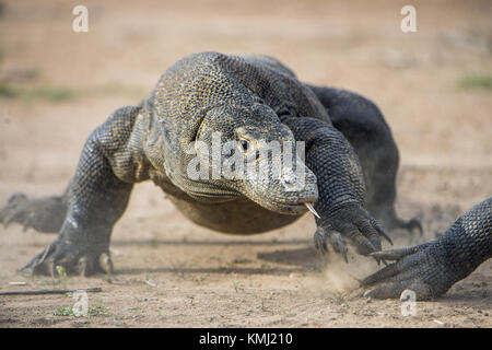 Attack of a Komodo dragon. The dragon running on sand. The Running Komodo dragon ( Varanus komodoensis ) .  Is the biggest living lizard in the world. Stock Photo