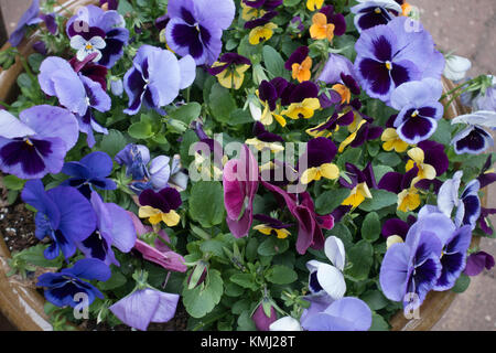 Flower pot chocked-full of blue, purple, violet and yellow pansies. St Paul Minnesota MN USA Stock Photo