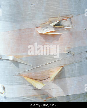 Paper birch background. Closeup of tree trunk texture showing gray and white stripes, delicate peelings and pink under bark. Beautiful organic surface Stock Photo