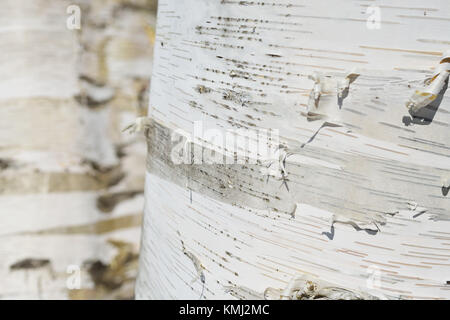 Birch bark background. Tree trunk detail showing the smooth texture, curly peelings, striped markings and silver, white and grey color pattern on pla Stock Photo