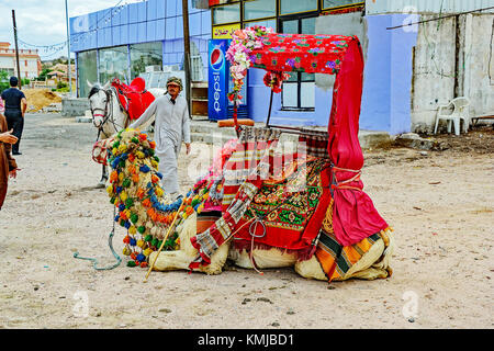 Shepherd and camels for tourist rides in Taif, Saudi Arabia. Stock Photo