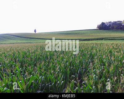 Rows of Corn on Farmland in a Southern York County Town Shrewsbury, Pennsylvania Stock Photo