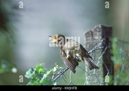 European robin Erithacus rubecula preening on garden fence Ringwood Hampshire England UK Stock Photo