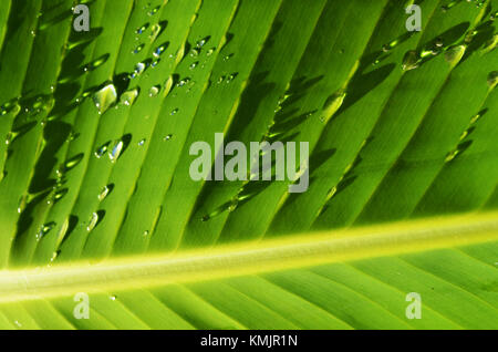 Close up of water droplets on banana palm leaf Stock Photo