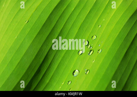 Close up of water droplets on banana palm leaf Stock Photo