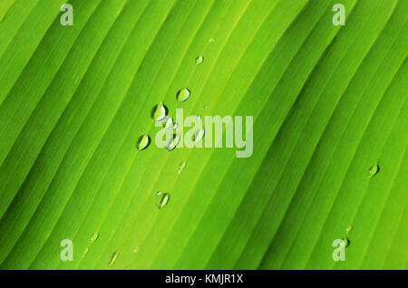 Close up of water droplets on banana palm leaf Stock Photo