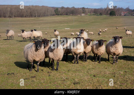 flock of black faced sheep, Sheffield Park South Park, Uckfield, East Sussex Stock Photo