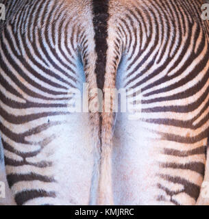 Grévy's zebra (Equus grevyi) Stock Photo