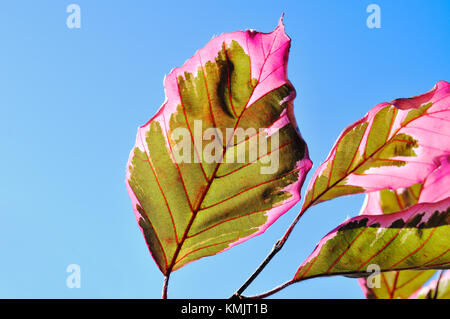 Tri Color Beech. Green and pink leaf pattern isolated against blue sky. Stock Photo