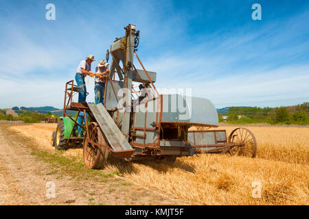 McMinnville, Oregon, USA - August 13, 2016:  Senior farmers demonstrate how an old grain harvester works at Yamhill County Harvest Festival Stock Photo