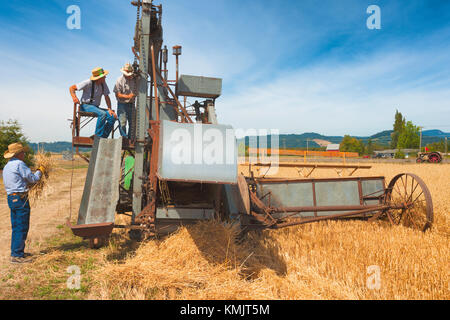 McMinnville, Oregon, USA - August 13, 2016:  Senior farmers demonstrate how an old grain harvester works at Yamhill County Harvest Festival Stock Photo