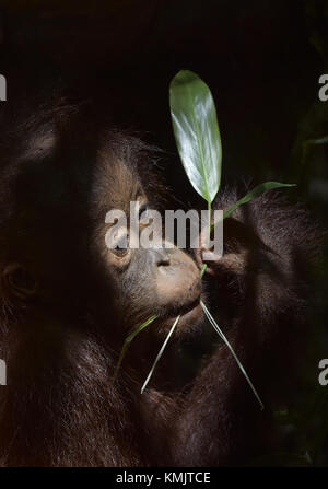 Baby orangutan . The close up portrait of cub of the Bornean orangutan (Pongo pygmaeus).  Green krone of trees. Rainforest of Borneo, Indonesia. Stock Photo