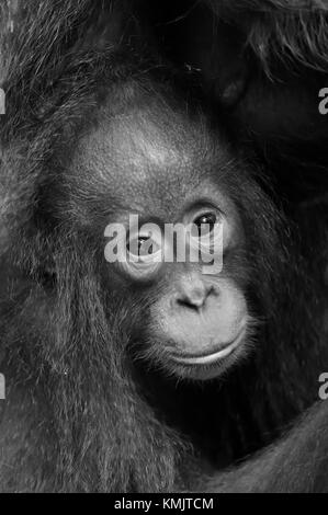 The close up portrait of cub f of the orangutan  on the dark background. Black and white photo. Rainforest of Borneo, Indonesia. Stock Photo