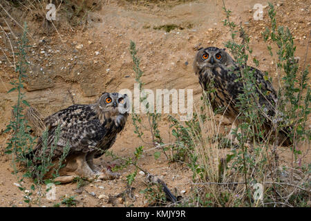 Eurasian Eagle Owl / Uhu ( Bubo bubo ), perched in the slope of a sand pit, holding a piece of prey in its talons, watching directly, wildlife, Europe Stock Photo