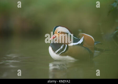 Mandarin Duck / Mandarinente ( Aix galericulata ), colourful drake in breeding dress, resting, hiding in riparian vegetation, river bank, Europe.