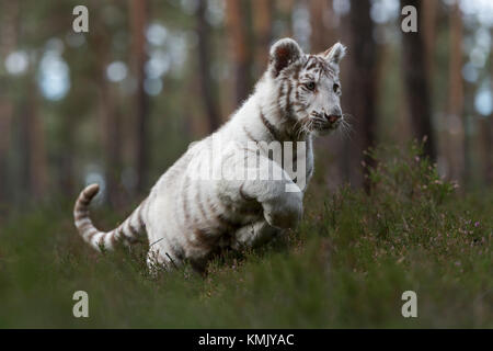 Royal Bengal Tiger / Koenigstiger ( Panthera tigris ), white morph, running fast, jumping through the undergrowth of a natural forest, powerful. Stock Photo