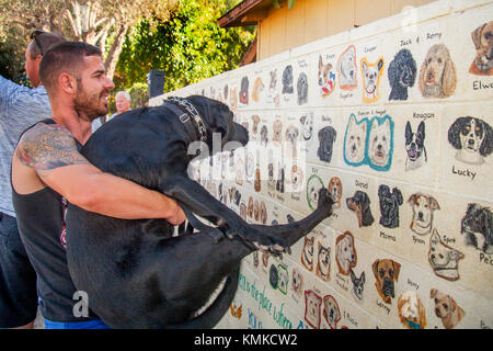 The tattooed owner of a Black Lab dog hoists his pet up to view his portrait on an outdoor wall of animal pictures in Costa Mesa, CA. Stock Photo