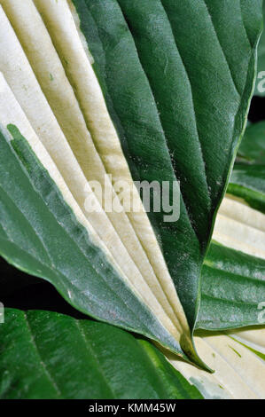 Hosta Patriot, Leaf Detail Stock Photo