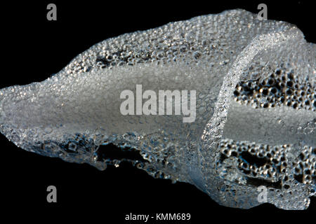 abstract shape of water, splashing on black background. Dreamlike vision and immagination. Stock Photo