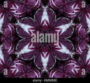 Abstract background with geometric kaleidoscopic design obtained from different hues of large purple cabbage heads at the Farmer's market Stock Photo