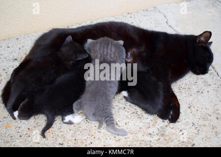 Black mama cat nursing her 4 kittens in the outdoors Stock Photo