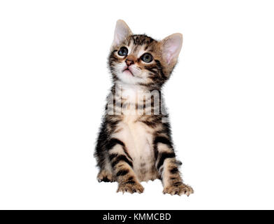 Tabby 6 week old kitten on white background Stock Photo