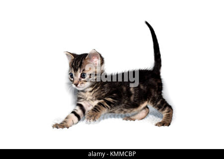 Tabby 6 week old kitten on white background Stock Photo