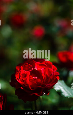 Simple red rose being shone upon by a ray of light Stock Photo