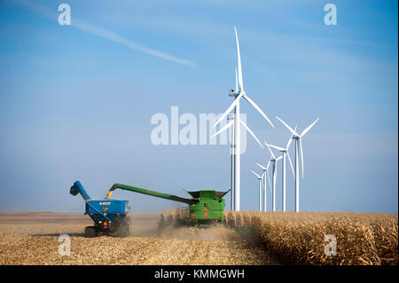 COMBINE HARVESTING CORN ON A FAMILY FARM WITH WINDMILLS IN THE DISTANCE NEAR GRAND MEADOW, MINNESOTA Stock Photo