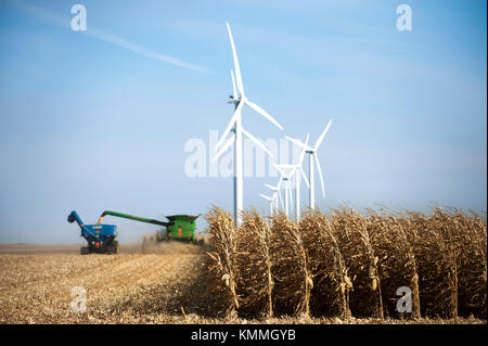 COMBINE HARVESTING CORN ON A FAMILY FARM WITH WINDMILLS IN THE DISTANCE NEAR GRAND MEADOW, MINNESOTA Stock Photo