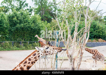 Giraffe with long black tongue feeding , grazing on leaves from trees at Dublin Zoo, Ireland Stock Photo