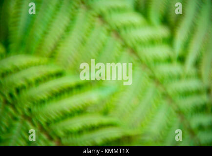 Abstract defocused view of the green textured leaves of tropical fern plants in a full frame background Stock Photo