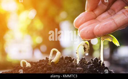 seed to tree, evolution, germination Stock Photo