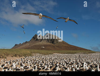 Black-browed Albatross in flight over colony, Steeple Jason island, Falkland Islands Stock Photo