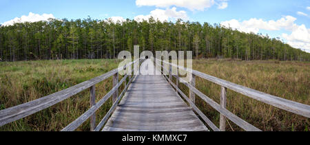 Boardwalk path at Corkscrew Swamp Sanctuary in Naples, Florida leads to a Thick wall of pond cypress trees Taxodium distichum var nutans. Stock Photo